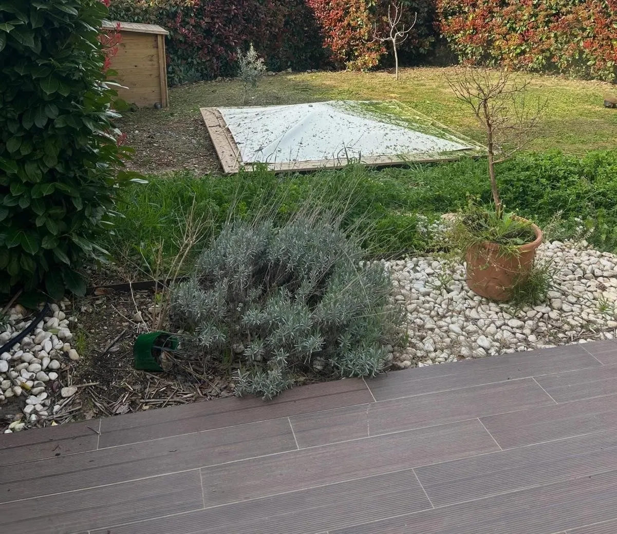 Pelouse sous une pergola métallique, bordée d'une haie rouge, avant travaux