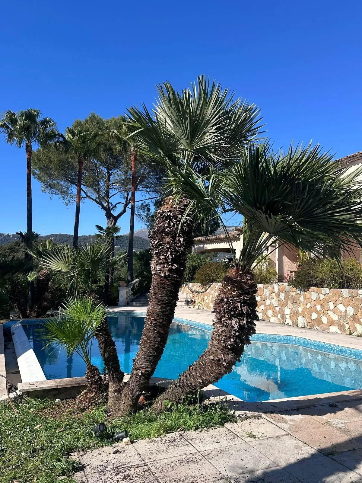 Palmiers taillés au bord d’une piscine