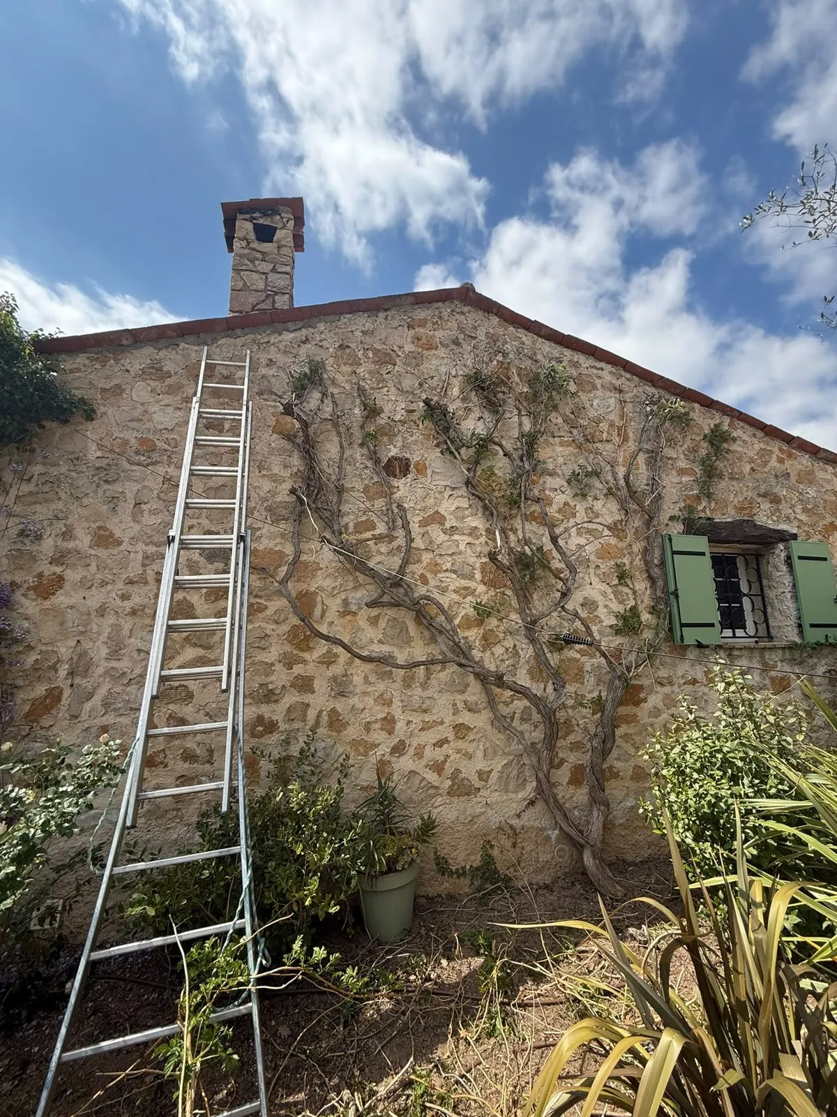 Plante grimpante palissée sur un mur en pierre, échelle posée contre la façade